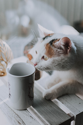 Animals, Cat, Cup, Pet, Sight, Opinion HD phone wallpaper