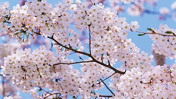Flowers, Sky, Bloom, Flowering, Branch, Spring, Mood HD wallpaper
