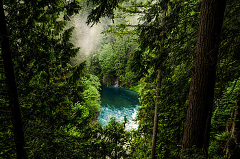 Forest, lake, green trees, nature HD wallpaper