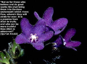 Flower, nice islam, verse HD wallpaper