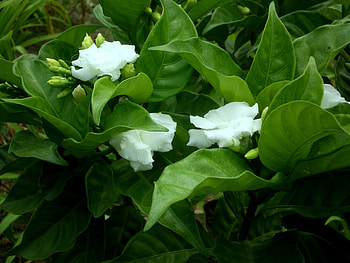 White flowers but not jasmine, nature, flowers, white flowers, not jasmine HD wallpaper