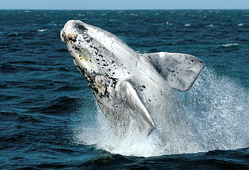 A DIFFERENT COLOR WHALE, animal, whale, color, mammal, ocean HD wallpaper