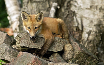 Animals, Fox, Rock, Muzzle, Stone, Animal HD wallpaper