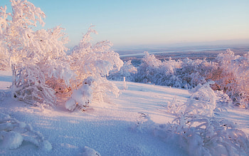 Winter, Nature, Lilac, Snow, Bush, Shine, Light, Shroud, Cover HD wallpaper