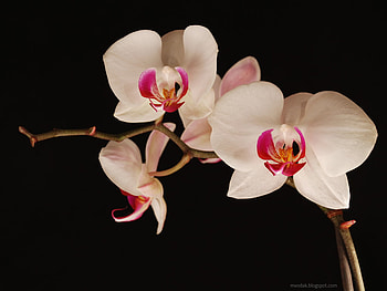 orchid, beautiful, nature, flower HD wallpaper