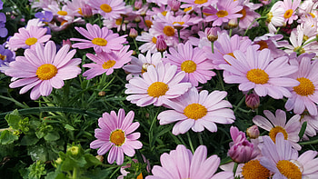 Pink flawors, herbaceous plant, plant HD wallpaper