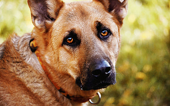 Animals, Dog, Muzzle, Sadness, Sight, Opinion, Sorrow HD wallpaper