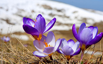 Crocus in Snow, purple, spring, petals, blossoms HD wallpaper