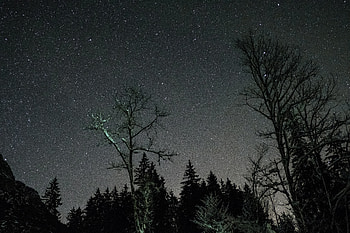 Trees, Sky, Stars, Night, Dark HD wallpaper