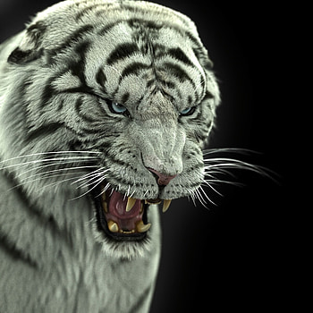 Animals, Predator, Big Cat, Tiger, Fangs, Bengal Tiger HD phone wallpaper
