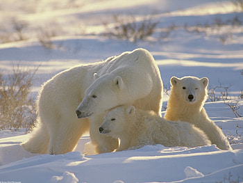 Animals, Winter, Bears HD wallpaper
