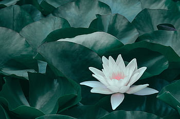 A peaceful white lotus flower amidst lush green lily pads, offering tranquility and natural beauty. HD wallpaper