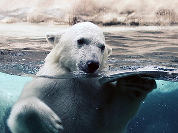 Animals, Bears HD wallpaper