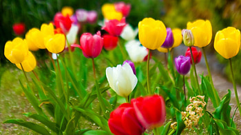 Nature, Flowers, Tulips HD wallpaper