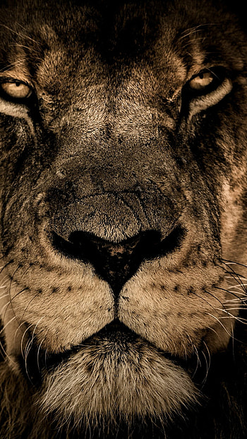 King of the savannah, Majestic mane, Fierce predator, Wildlife graphy HD phone wallpaper