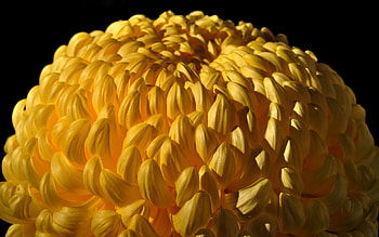 Chrysanthemum, Flower, Macro HD wallpaper