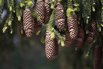 Nature, Cones, Branches, Spruce, Fir, Needles, Thorns, Prickles HD wallpaper