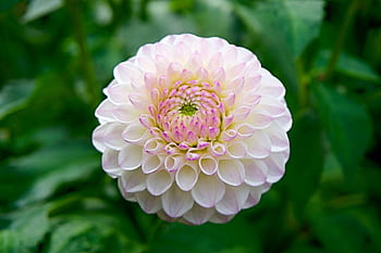 Beautiful close-up of a dahlia flower with delicate petals and a vibrant garden background. HD wallpaper