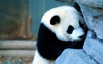 Animals, Wall, Sadness, Kid, Tot, Panda, Sorrow HD wallpaper
