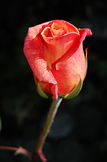 Stunning close-up of a red and orange rose blossom highlighting its vibrant petals against a dark background. HD phone wallpaper