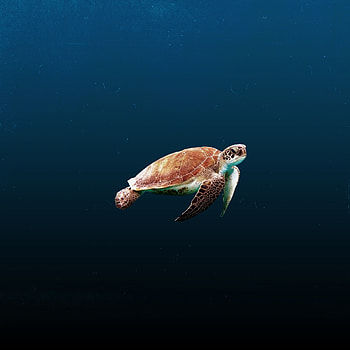 animals , Sea turtle , Sea turtle HD phone wallpaper
