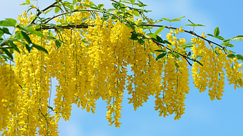 Acacia , Nature's beauty, backgrounds, Captivating scenes HD wallpaper
