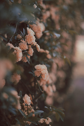 Flowers, Bush, Rose Flower, Rose, Bloom, Flowering, Tender HD phone wallpaper