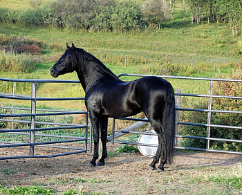 Black Andy, spain, spanish, andalusian, horses, animals, black horse HD wallpaper