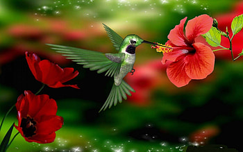 HUMMINGBIRD, Flowers, Leaves, Petals, Red HD wallpaper