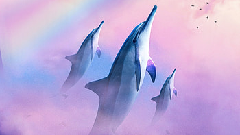 Dolphins Diving In The Sky, dolphin, artist, artwork, digital-art HD wallpaper