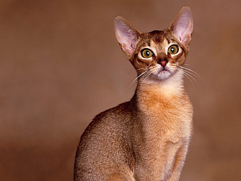 Animals, Cat, Muzzle, Sight, Opinion, Thoroughbred HD wallpaper