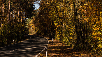 Nature, Trees, Autumn, Road, Alley HD wallpaper