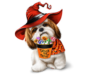 Happy Halloween!, dog, maryline cazenave, cute, orange, witch, candy, halloween, puppy, red, furmusete, caine, hat HD wallpaper