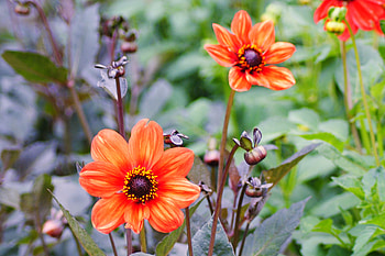 Flowers, Heroes, Flower Bed, Flowerbed, Buds, Heroines HD wallpaper