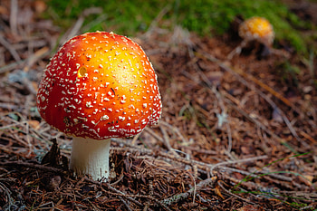 Nature, Autumn, Mushroom, Foliage, Fly Agaric HD wallpaper