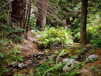 A Creek Through the Forest, creek, water, forest, rocks HD wallpaper
