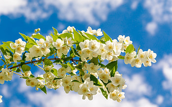Jasmine, white, sky, blossoms HD wallpaper