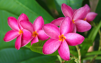 Frangipani, Plumeria HD wallpaper