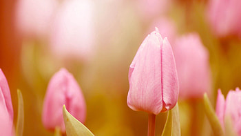 Macro, Bud, Tulip, Stem, Stalk HD wallpaper