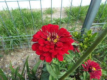 RED ZINNIA, FLOWER, ZINNIA, RED HD wallpaper