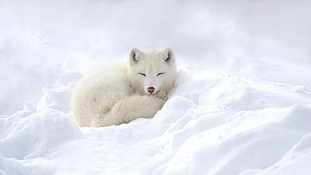 Baby white fox, Adorable , Tiny cuteness, Innocent stare HD wallpaper