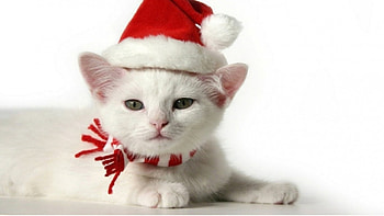 Kitten, cute, animals, christmas HD wallpaper