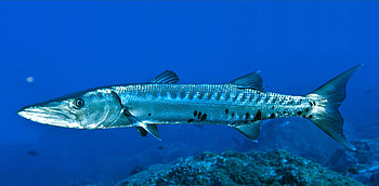 Barracuda , High-definition, Digital art, Nature theme HD wallpaper