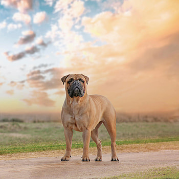 Bullmastiff , Striking , Powerful guardian, Majestic breed HD phone wallpaper