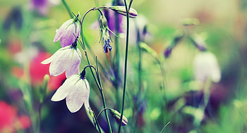 Flower, Plant, Macro, Petals HD wallpaper