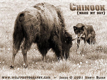 OLD WEST WOLF AND BISON, cow, bison, black wolf, animals, dogs, grey wolf, wolf, old west HD wallpaper