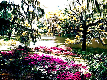 The Garden, willow, warm, blooms, spring HD wallpaper