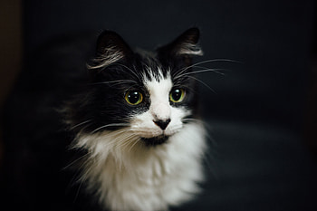 Animals, Cat, Fluffy, Muzzle, Bw, Chb HD wallpaper