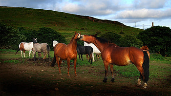 Animals, Horses HD wallpaper
