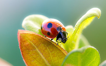 Ladybug, ladybird, leaves, sunlight, leaf, nature, macro HD wallpaper